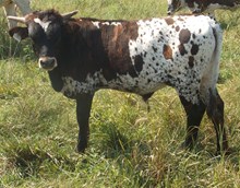 CALF 1123 BULL