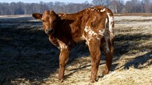 Dynamic 0 / Honey Dip Bull Calf