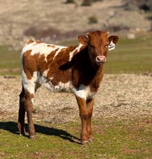 8/28/24 TEXAPPEAL HEIFER