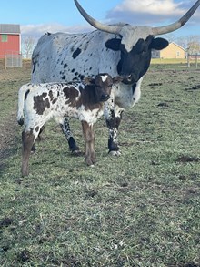 Hangin Tuff x Lonesome Lady heifer