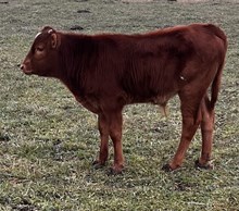 Paintbrush Calf