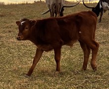 Divinittt Calf