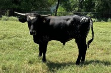 Kettle's Brocade bull calf #69